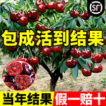 Cherry dwarf black pearl grafted large cherry seedlings planted in the south and north