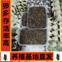Oil gourd cricket eggs oil gourd No. 1 cricket egg farm straight hair crawling pet live food feed cricket water feeder