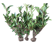 French Winter Green Tree Slim Green Hedge Fence Wall Sapling All Season Evergreen And Cold Patio Potted Large Leaf Upright Winter Green