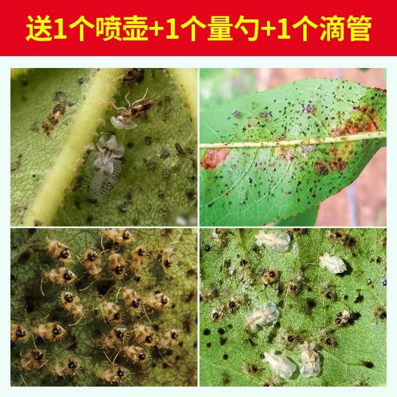 无敌了!这款网蝽军配虫杀虫剂,搞定杜鹃毛娟,让你的梧桐海棠远离害虫侵袭!🌿🛡️--淘宝好物网