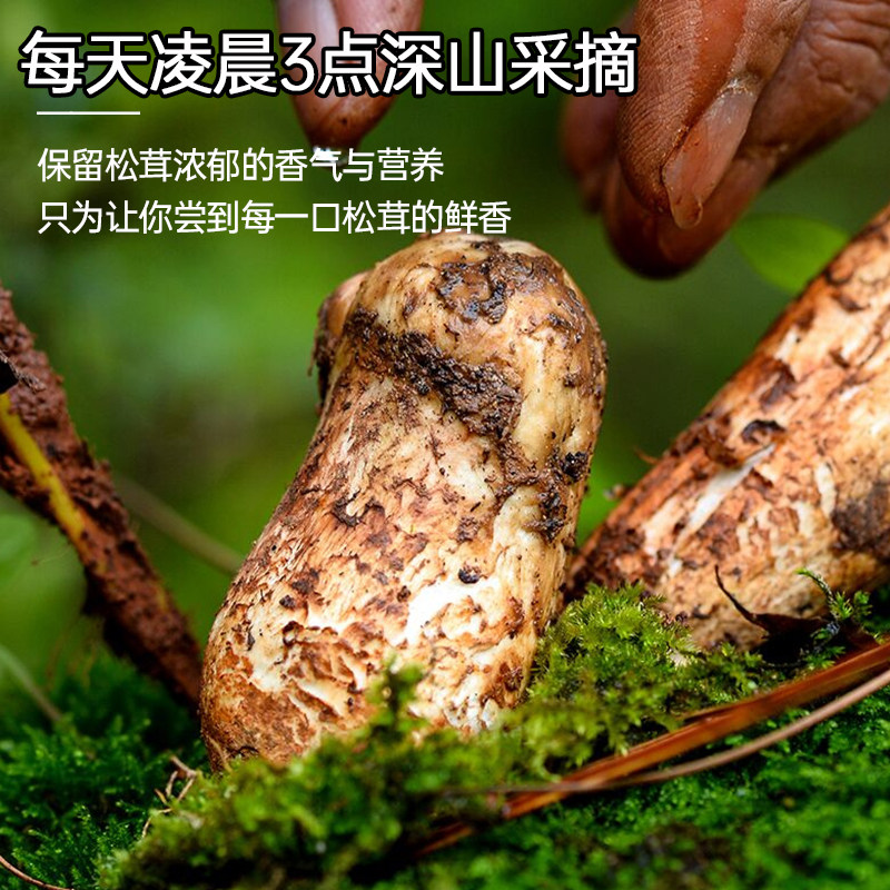 云南香格里拉的自然馈赠:未开伞速冻松茸菇-新鲜松茸-淘宝百科网