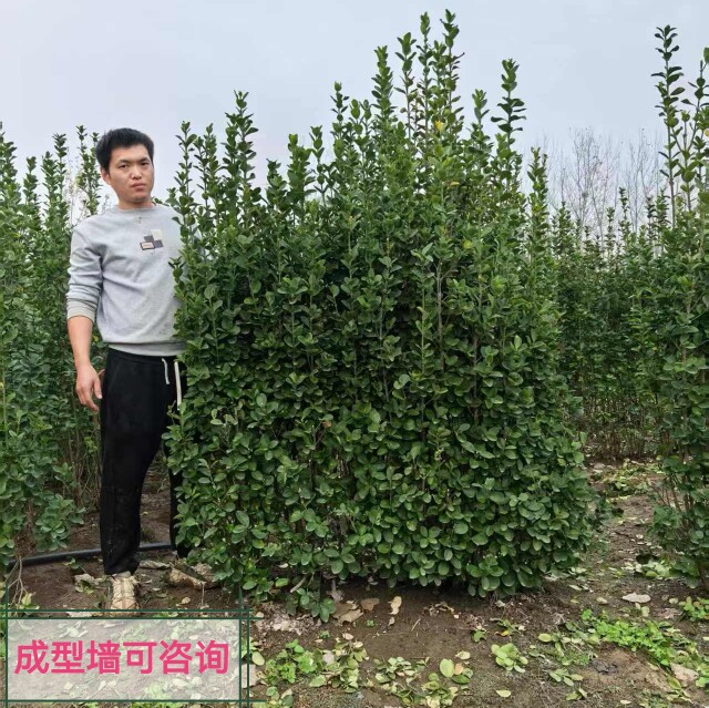 青苑绿化园林