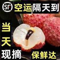 Lychee freshly picked super large fruit king seasonal black osmanthus leaf laughing concubine white sugar flavored poppy seedless 2024 seasonal fruit