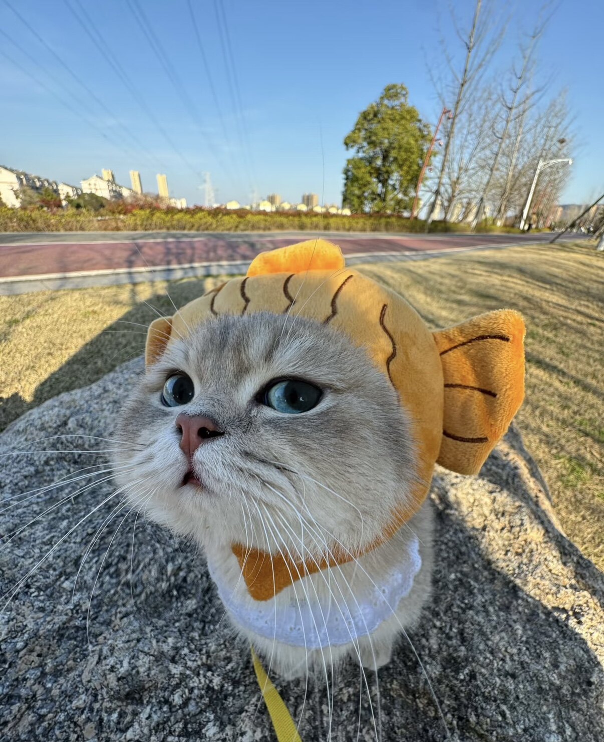 晚香玉