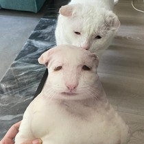 Ugly cat pillow custom printed photo custom shaped doll pet pillow cat and dog simulation gift pillow cushion