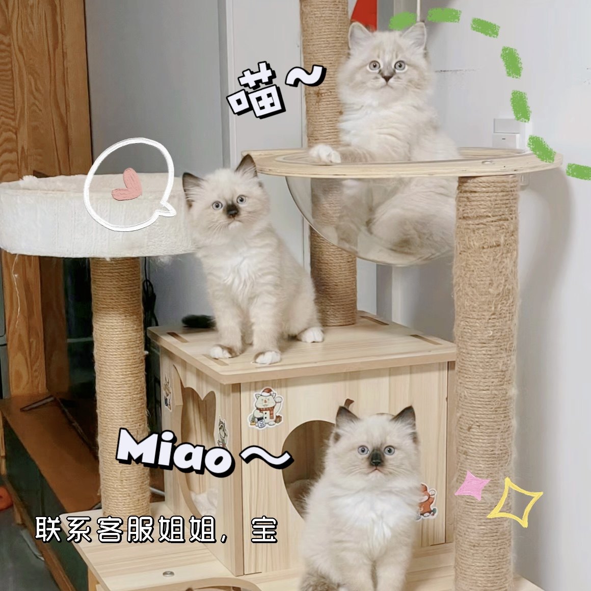 挖煤工星罗猫海豹色短毛暹罗猫幼崽:暹罗猫界的颜值担当 -宠物背包-淘宝百科网