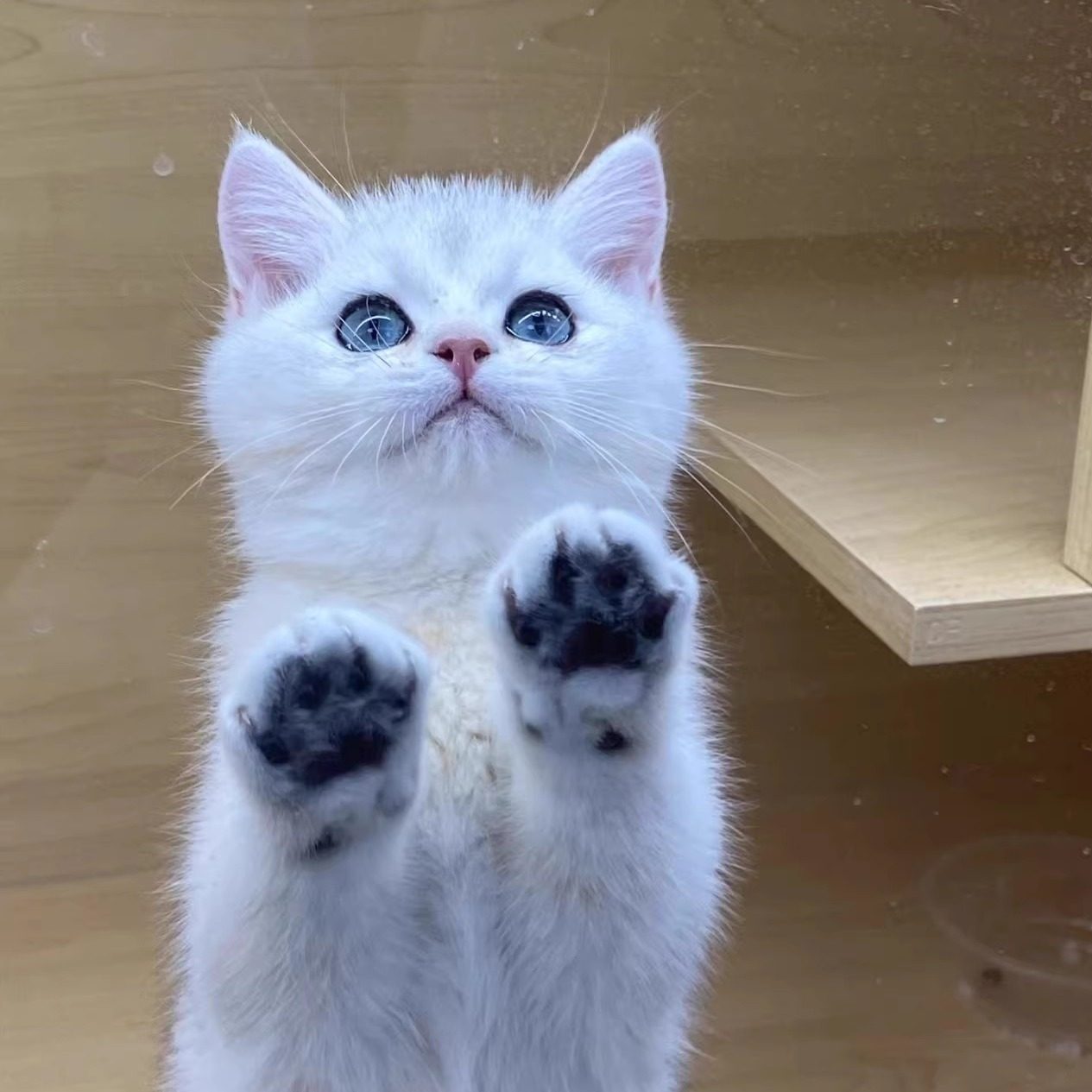 能干猫今天也忧郁》影评：宠物猫竟比主人还能干| 日本动漫| 能干的猫今天也忧郁| 大纪元, image size:1265x1265