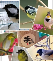 红子贝子食点子黑子黄颊山雀红子鸟食贝子高蛋白小型雀科鸟粮500g