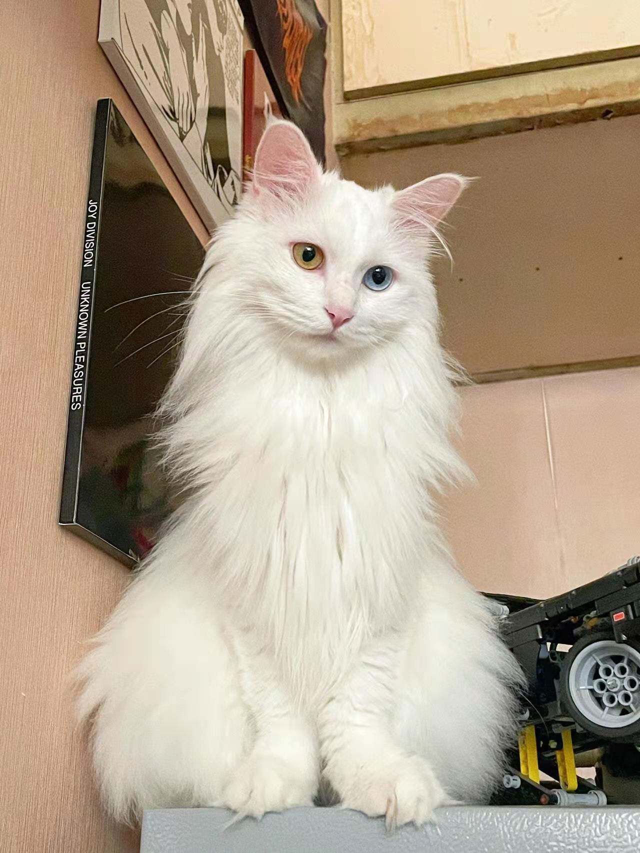 香港发货白色山东临清狮子猫幼崽,异瞳鸳鸯眼蓝眼长毛金吉拉猫的魅力何在?-宠物背包-淘宝好物网