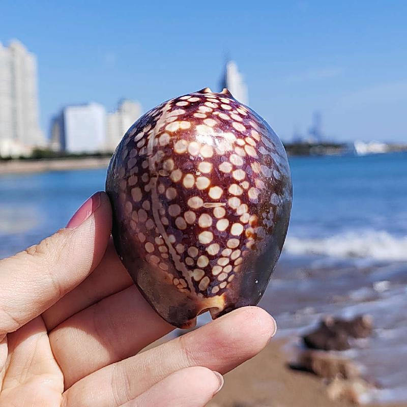 Natural Great Sea Snail Shells Tortoise Chia Pao Specimens Snails MEDITERRANEAN HOME WEDDING CELEBRATION WATER FAMILY FISH TANK BUILDING-Taobao