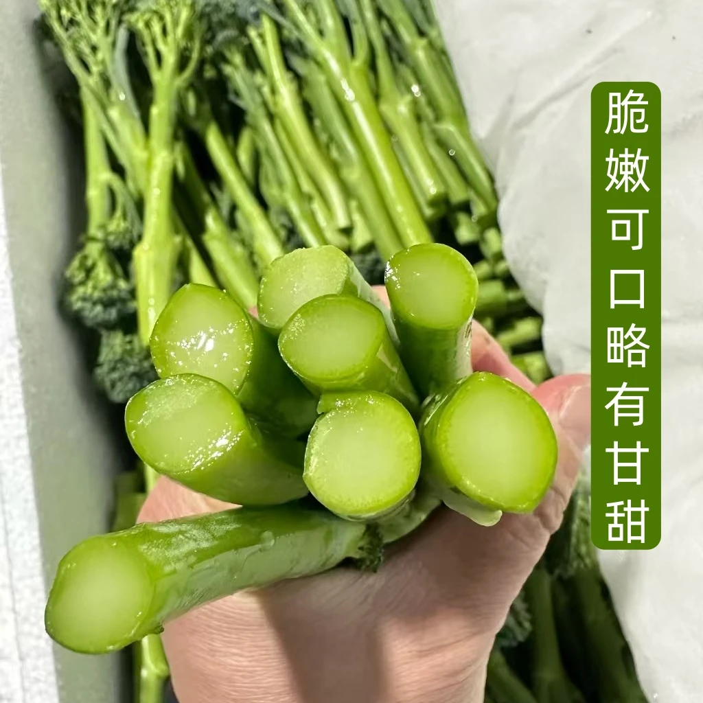 现摘甜杆西兰苔：当季时令蔬菜，有机新鲜，非芥兰菜的小西兰花！