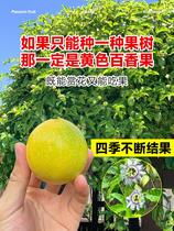 Golden passion fruit tree seedlings continue to bear fruit in all seasons. Qinmi No. 9 grafted fruit is planted in pots on the balcony in the south.