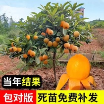 Loquat seedlings fruit seedlings potted grafted saplings courtyard planting four-season fruit seedlings Pipa north and south fruit seedlings