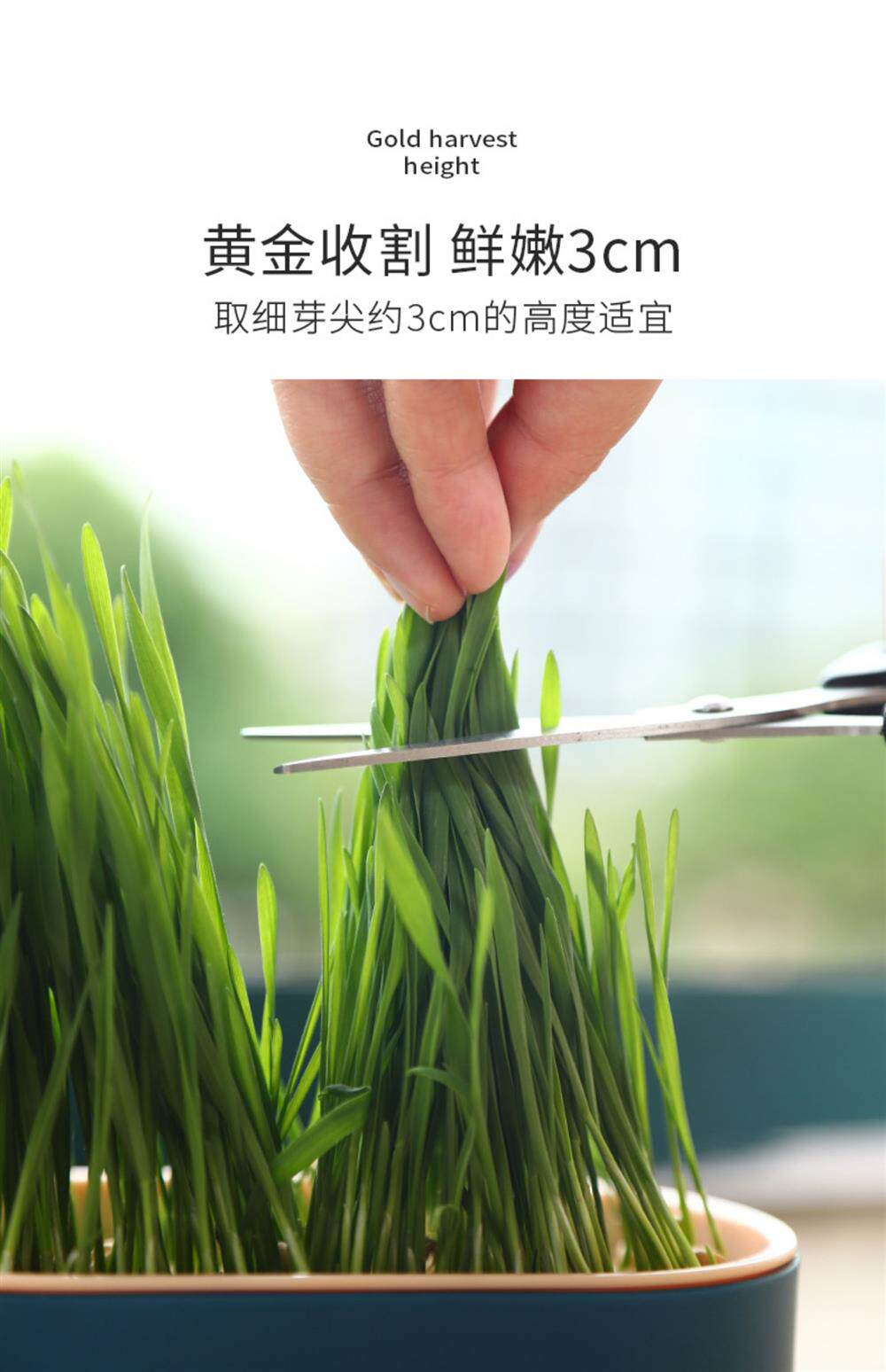 Кошки закуски 猫草盆栽种籽水培盒懒人种植有机猫草化毛球片小麦种子育苗盘零食 Pampas