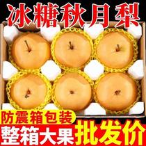 Аутентичный Shandong Leyang Qiuyue Pear Whole Box 10 Cati Piars Crisp Sweet Spot для Season Fresh Fruit Gift