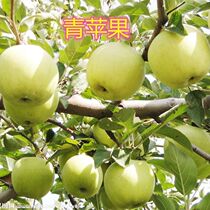 Authentic horticulture grafted apple saplings Red Fuji rock candy heart potted ground planting to withstand severe cold in the north and south of the year