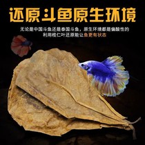 Crazy aquatic grass olive leaf betta fish lazy leaf fish tank olive leaf reduce acid reduce pH value olive leaf