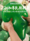 Thickened Non-Toxic Macaron Balloons, Child-Safe, Explosion-Proof, Birthday Scene Decoration, Graduation, Various Colors