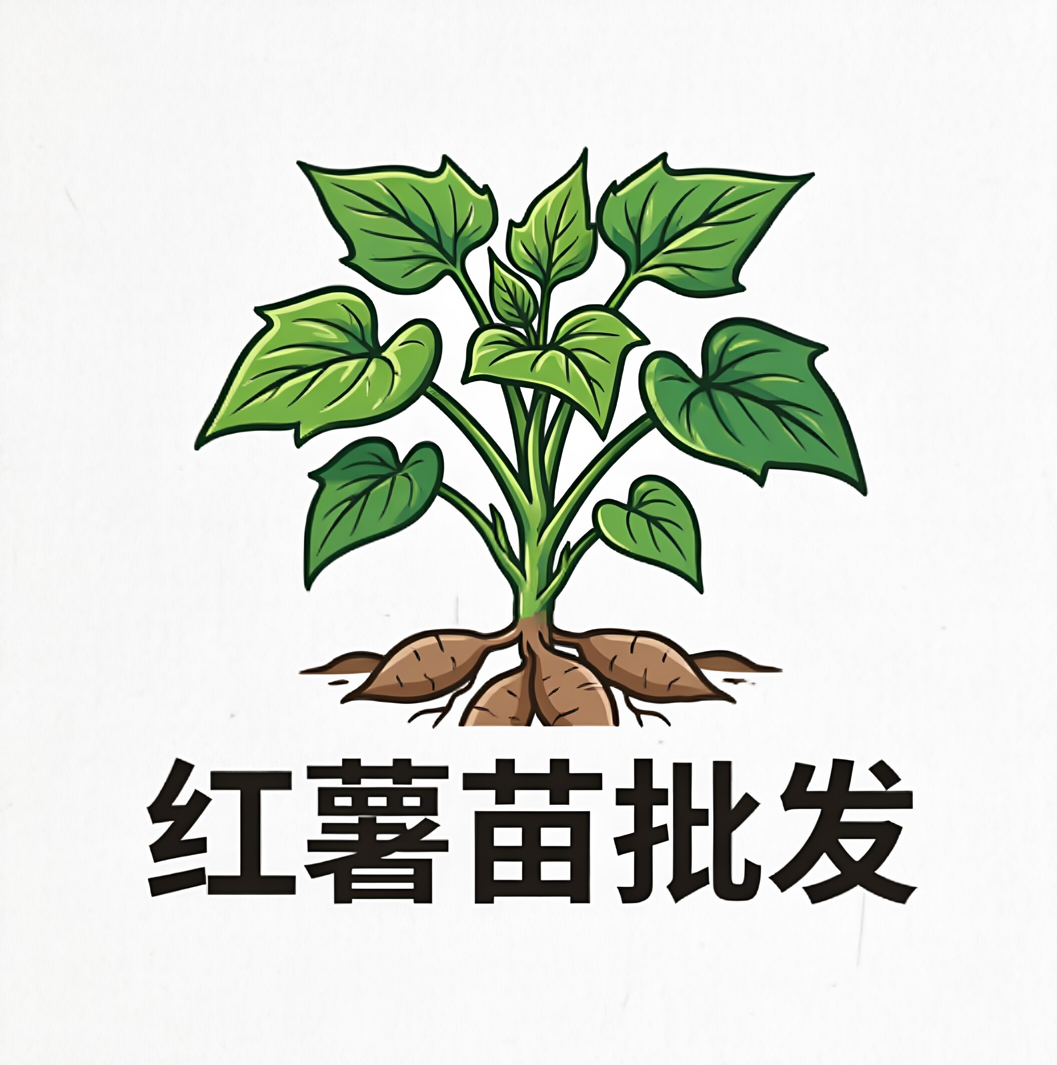 红薯苗批发