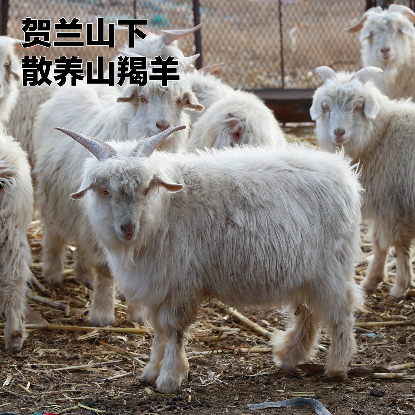 舌尖上的宁夏宝藏：滩羊盛宴礼盒揭秘