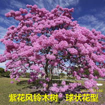 Brazilian Campanulaceae saplings purple-flowered Campanulaceae tree yellow-flowered Campanulaceae large tree valuable seedlings courtyard greening potted plants