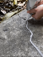 202504171121227434.gif