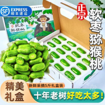 Spot Dandong soft dates kiwis Northeast round dates small kiwis kiwi berries Northeast specialty fresh fruits SF