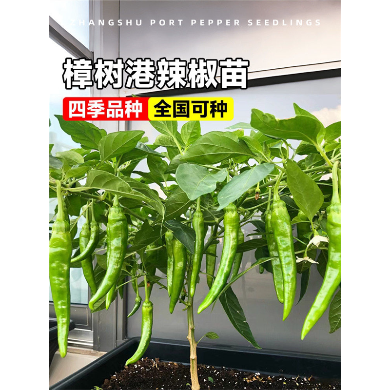 正宗樟树新鲜港辣椒有哪些特点？-辣椒-淘宝百科网