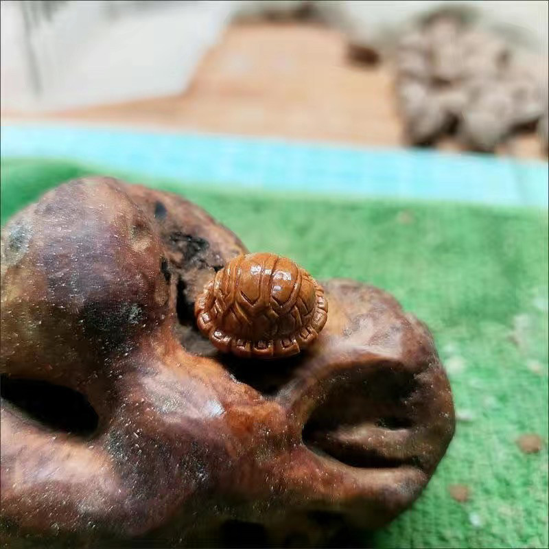 纯野生龙纹桃核浅纹光板红黄皮油润练手雕刻有何讲究?2026潮流新手入门必知