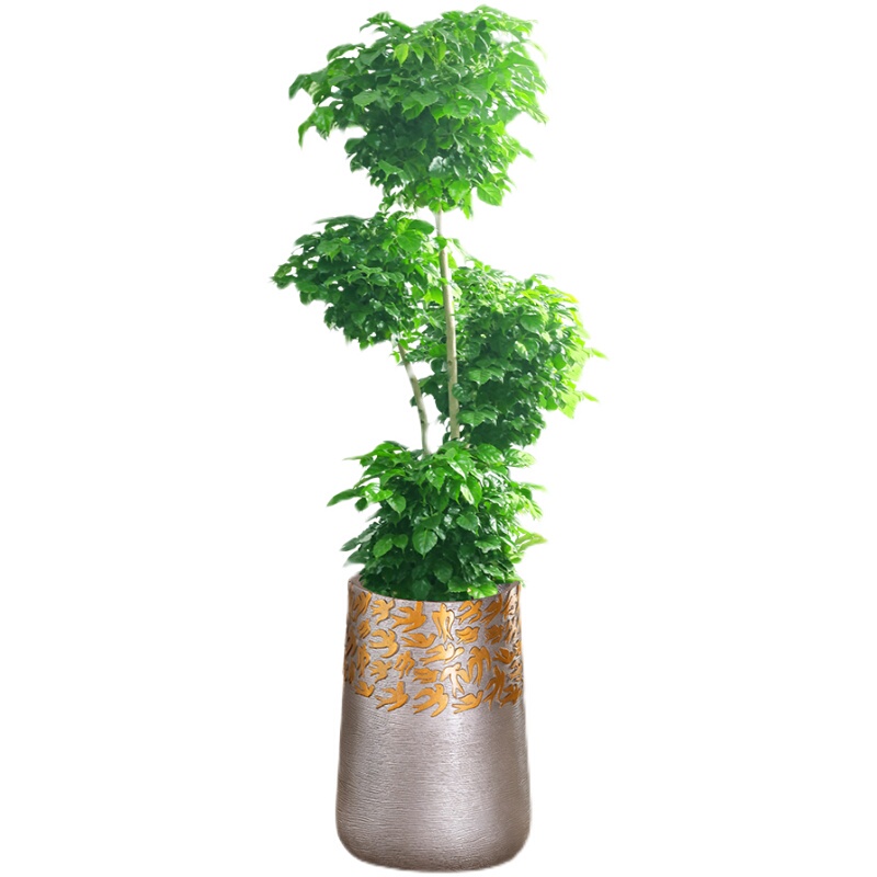 Fast-Growing Style Bonsai Tree Potted Plant, Multi-Layered Money Tree, Green Plant, Green Treasure Tree for Indoor Living Room