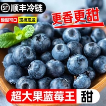 Blueberry fresh fruit mountain plateau big crown big fruit freshly picked in season pregnant women baby food supplement full box SF