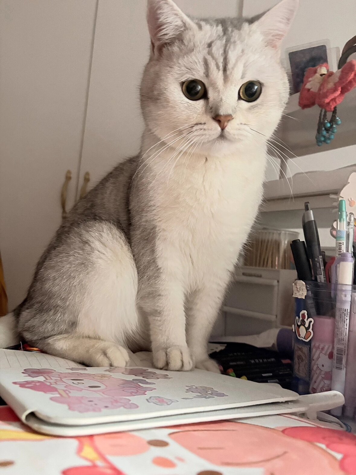 大猫的家