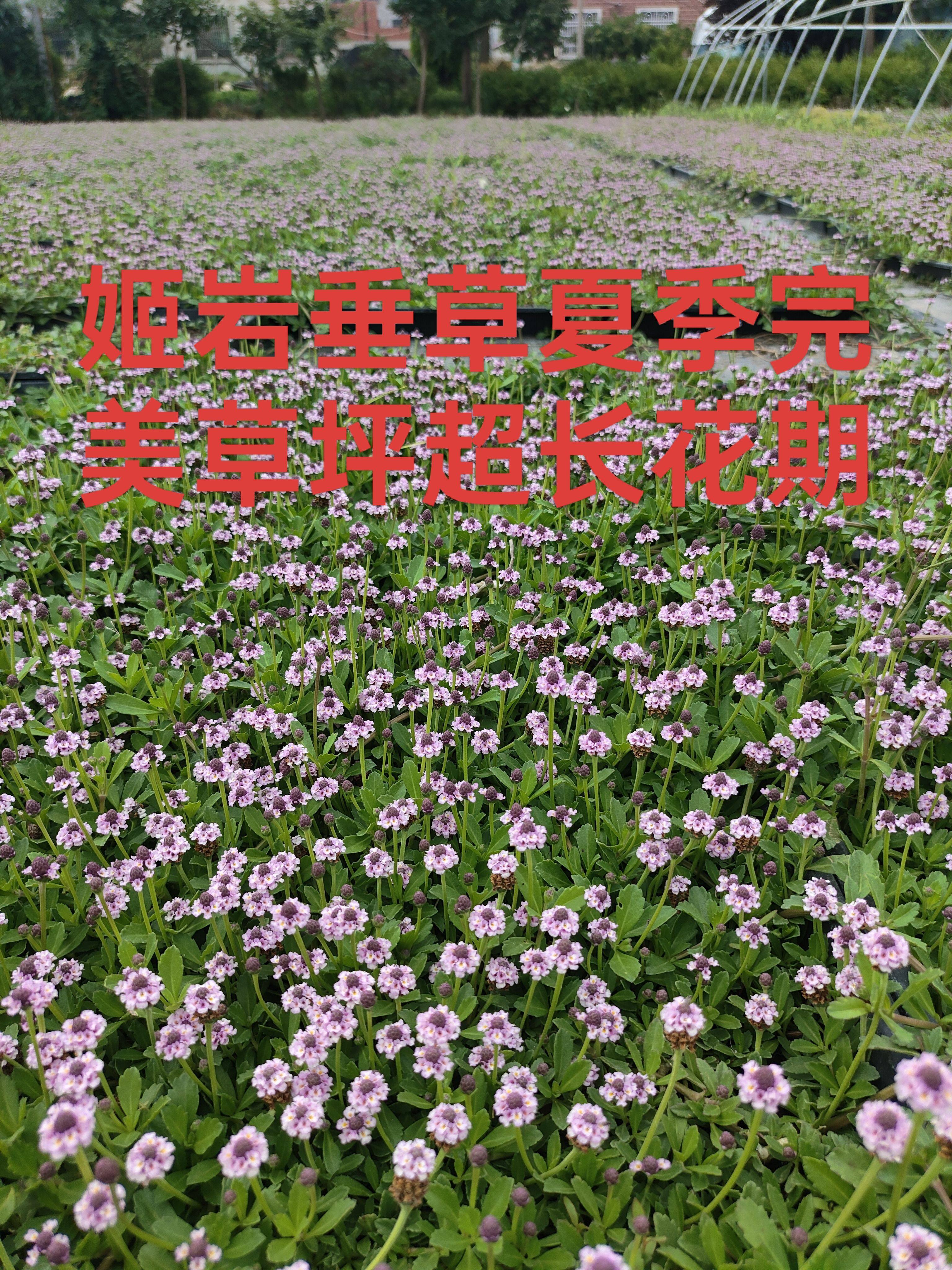 姬岩垂草盆苗：岩石园的颜值担当！耐寒耐热，匍匐垂吊超好养！-宿根-淘宝好物网
