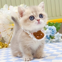 Blue Kin Mankirkang Pure Breed Dwarf Feet Bag Subface Small Short Leg Short Hairy Cat Racing Class Double Pedigg Pet Cat Living Cat House