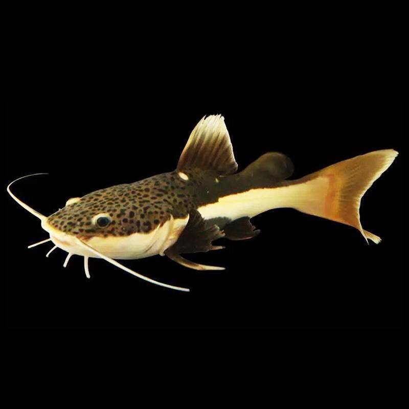 🎉招财猫鱼活红尾鲶鱼：热带淡水观赏鱼新宠🐠-鱼-淘宝好物网