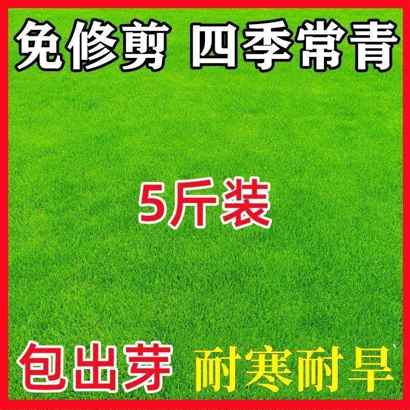 Lawn grass seeds, all-season evergreen bermudagrass, Manila courtyard soil, green carpet, turf seeds, slope protection grass seeds