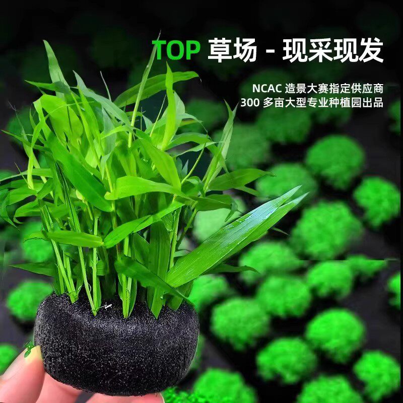 🌱【鱼缸造景必备】南美青竹坨草,让你的水族箱焕发新生🌿-观赏龟-淘宝好物网
