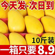 Hainan Xiaobang Taicheng fresh fruit 10 pounds of mango small Taichung now picked up fruit red gold brilliant