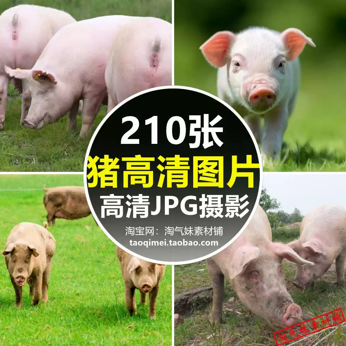 高清JPG家畜猪图片大肥猪小野猪仔黑猪圈农场母, image size:1200x1200