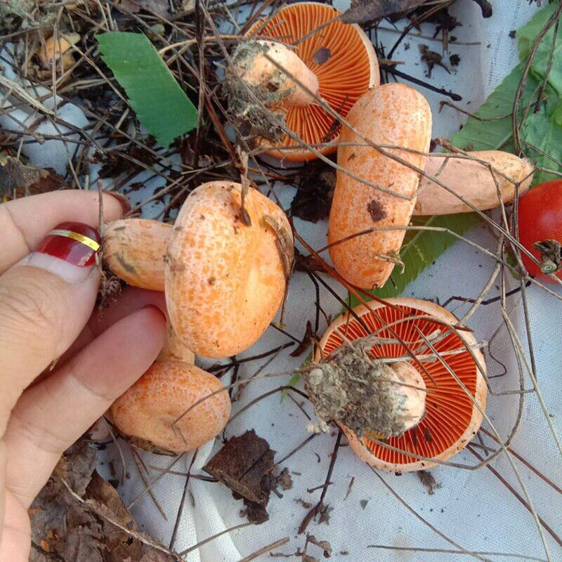 四川野生松树菌三九菇新鲜谷熟菌黄枞菌:大自然的馈赠,味蕾的新冒险!🍄🌿-新鲜松茸-淘宝百科网