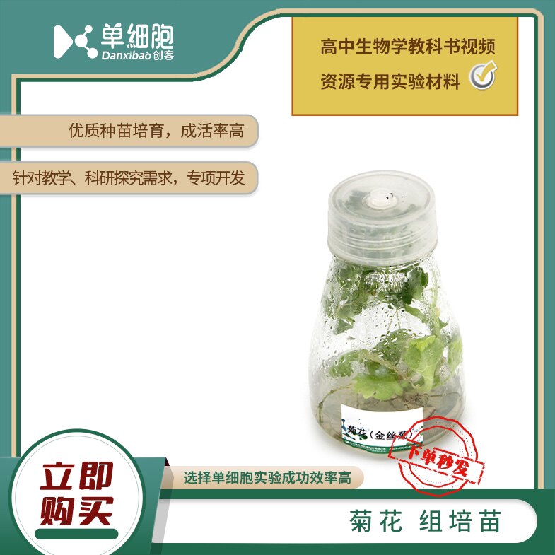 高中生物实验专用 菊花组培苗