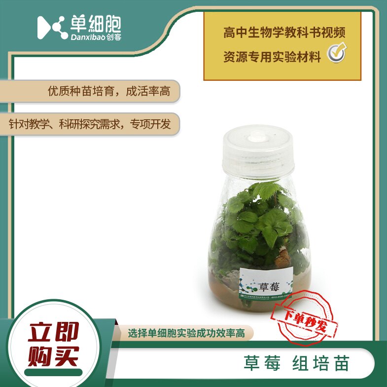 高中生物实验专用  草莓组培苗