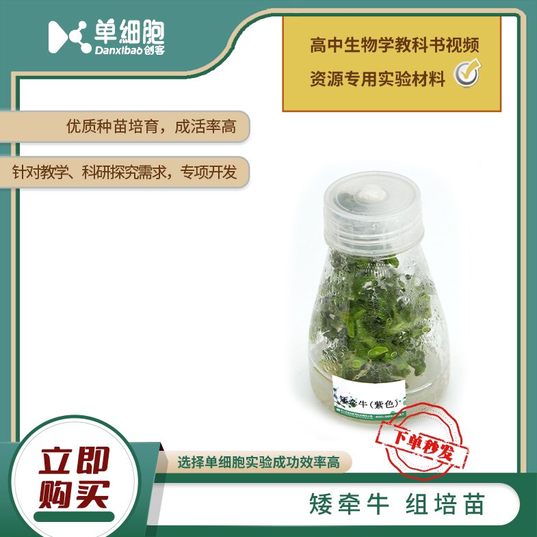 高中生物实验专用 矮牵牛组培苗
