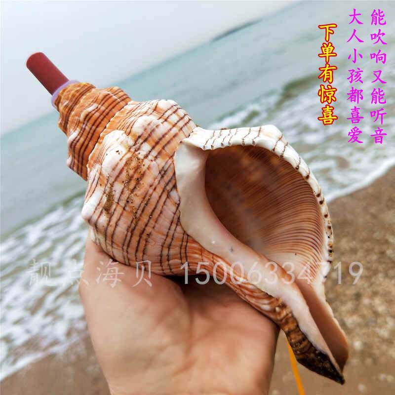 Mega Sea Snail whistle Bolt Horn Natural Shell Craft Swing Piece Creative Tourism Gift Children Toy Blow-Taobao