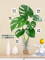 水培植物龟背竹盆栽老桩绿萝大叶室内观叶养桌面绿植耐阴好养常青