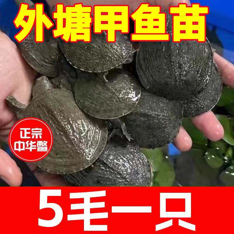 小甲鱼鲜活10斤大苗中华鳖，养出你的专属“水族明星”！-龟-淘宝好物网