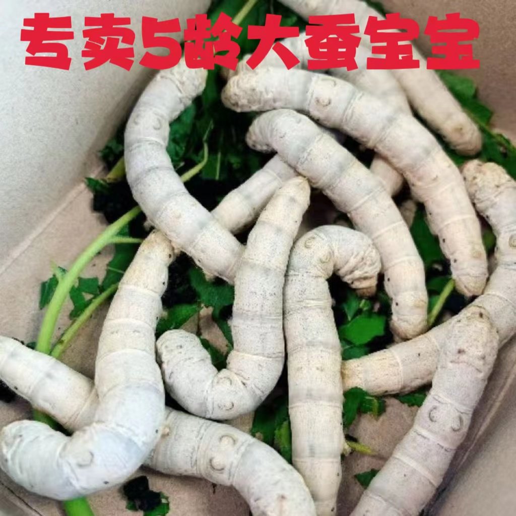 1龄5龄巨型彩色蚕宝宝学生养蚕套装推荐！白蚕彩色蚕卵+金丝蚕饲养工具盒子-蚕宝宝-淘宝好物网