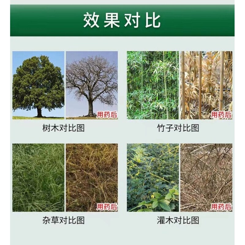 揭秘古老智慧:竹子,能否打造未来战士的秘密武器?-生活-淘宝百科网