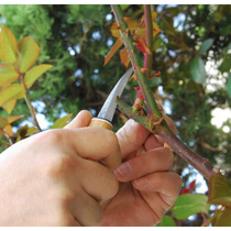 Craftsmans hand-made green paper steel grafting knife bud grafting knife made in Japan bamboo jacket anti-rust cutting and cutting flowers