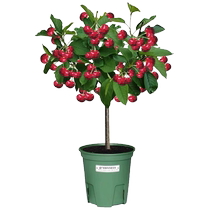 Exclusive to the live broadcast room (one photo per object) of fruit trees and fruit saplings